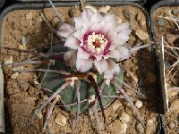 Gymnocalycium cardenasianum ssp armatum LB3466 FA.JPG